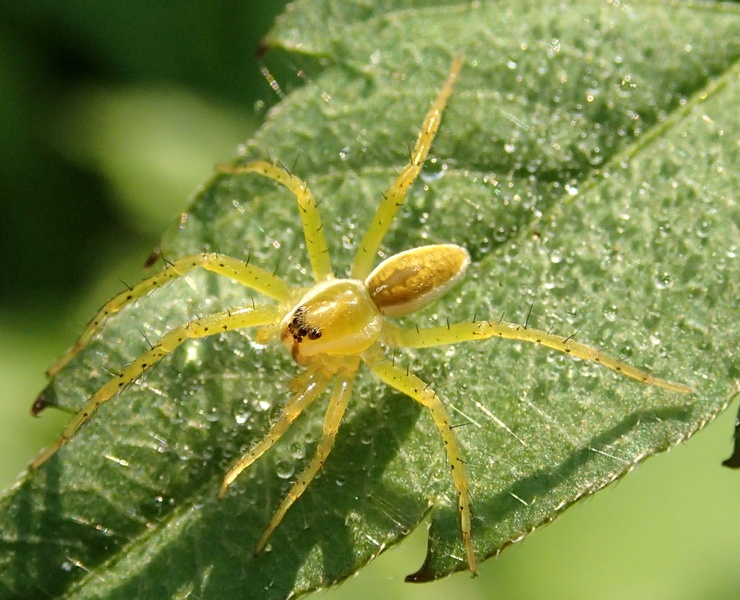 Giovane Dolomedes cfr fimbriatus